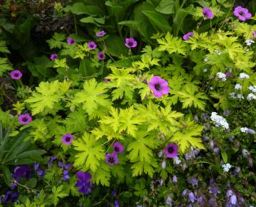 Geranium  'Ann Folkard'