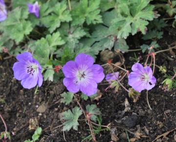 Geranium  'Azure Rush' PBR