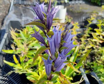 Gentiana asclepiadea