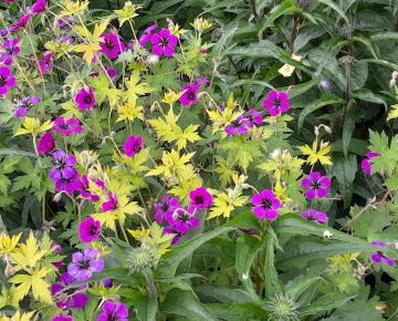 Geranium  'Anne Thomson'