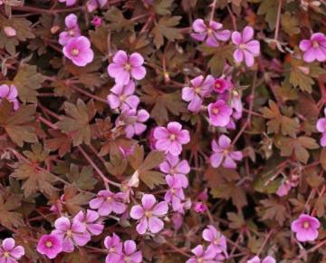 Geranium  'Bob's Blunder'