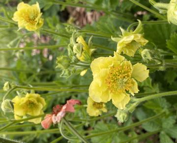 Geum  'Banana Daiquiri'