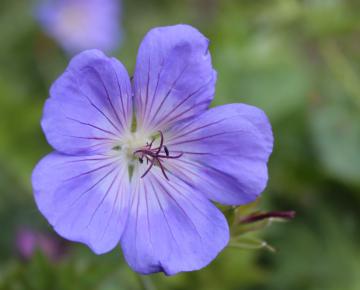 Geranium  'Brookside'