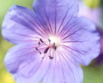 Geranium  'Blue Sunrise' ®