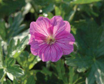 Geranium  'Blushing Turtle' ®
