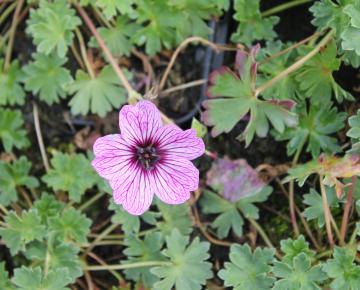 Geranium cinereum 'Ballerina'