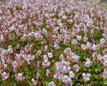 Geranium cantabrigiense (x) 'Biokovo'