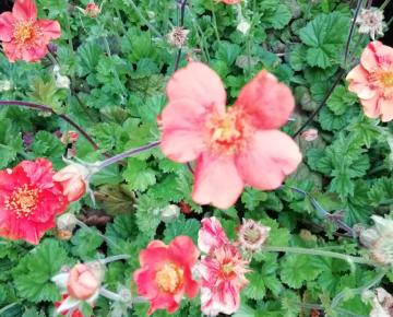 Geum coccineum 'Borisii'