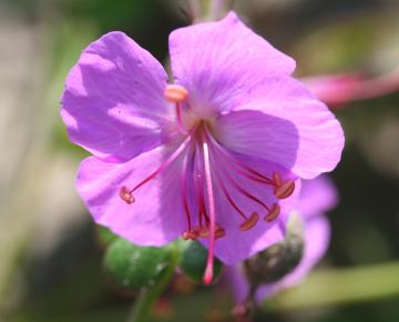 Geranium cantabrigiense (x) 'Cambridge'