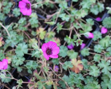 Geranium cinereum 'Carol' ®