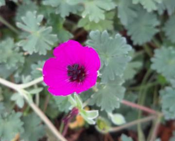 Geranium cinereum 'Giuseppe'
