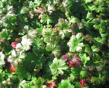 Geranium cantabrigiense (x) 'Harz'