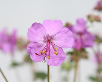 Geranium cantabrigiense (x) 'Karmina'