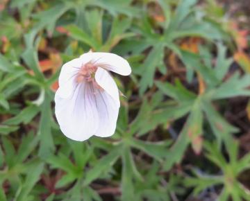Geranium clarkei 'Kashmir White'
