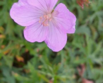 Geranium clarkei 'Kashmir Pink'