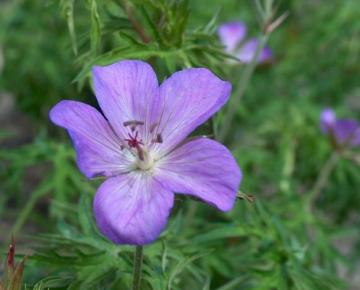 Geranium clarkei 'Kashmir Purple'