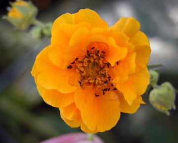 Geum chiloense 'Lady Stratheden'
