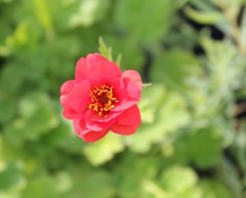 Geum chiloense 'Mrs Bradshaw'