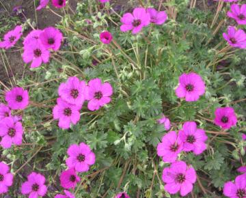 Geranium cinereum 'Purpureum'