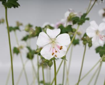 Geranium cantabrigiense (x) 'Saint Ola'
