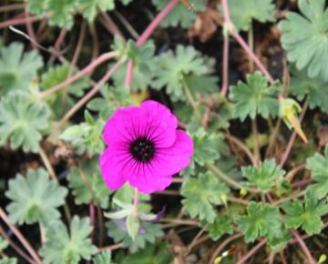 Geranium cinereum var.subcaulescens