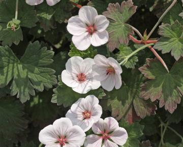 Geranium  'Coombland White'