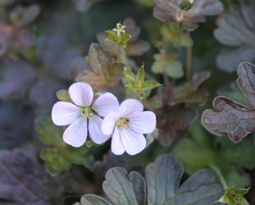 Geranium  'Dusky Crug'