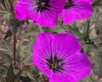 Geranium  'Dark Eyes'