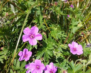 Geranium sanguineum 'Dilys'