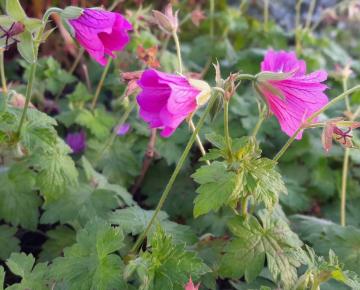 Geranium 'Elworthy Eyecatcher'