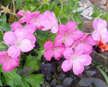 Geranium endressii 'Forest'