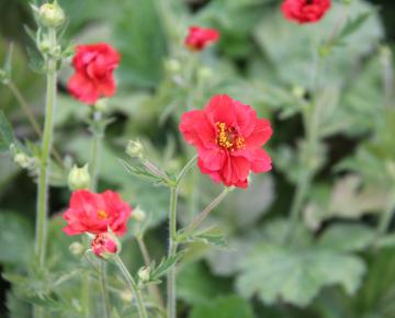 Geum 'Firestarter' PBR