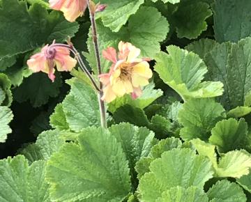 Geum  'Fluffy Yellow'