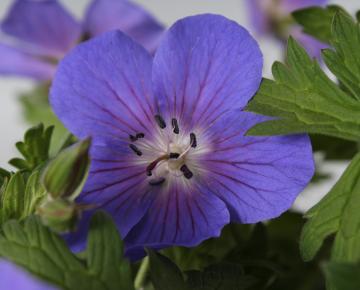 Geranium himalayense 'Baby Blue'