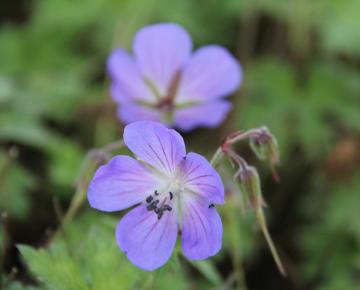 Geranium himalayense 'Gravetye'