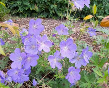Geranium himalayense