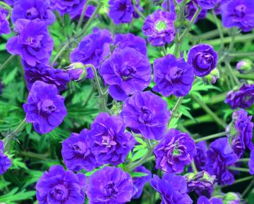 Geranium himalayense 'Plenum'