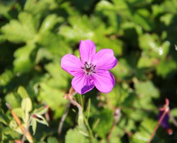 Geranium wallichianum 'Hexham Velvet'