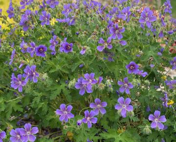 Geranium ibericum jubatum