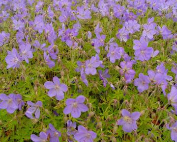 Geranium  'Johnson's Blue'