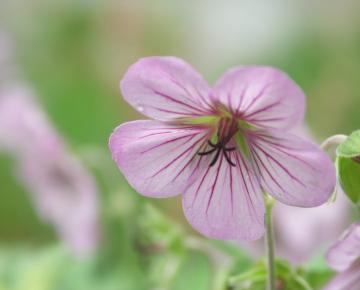 Geranium  'Joy'