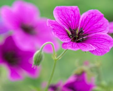 Geranium JS 'Matu Vu' PBR