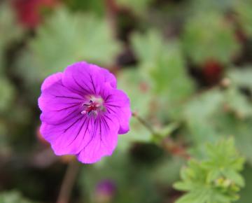 Geranium  'Khan'