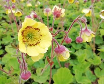 Geum  'Lemon Drops'