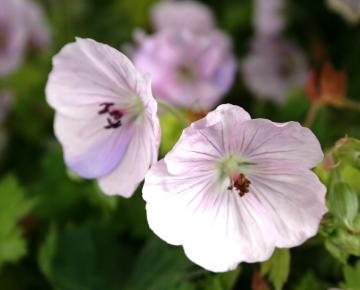 Geranium wlassovianum 'Lilac Ice'
