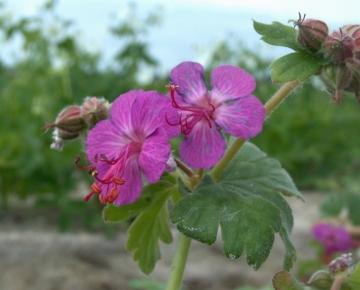Geranium macrorrhizum