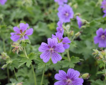 Geranium magnificum (x)