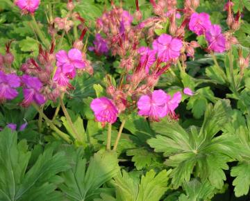 Geranium macrorrhizum 'Bevan's Variety'
