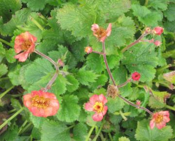 Geum  'Mango Lassi'