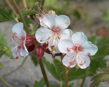 Geranium macrorrhizum 'Spessart'